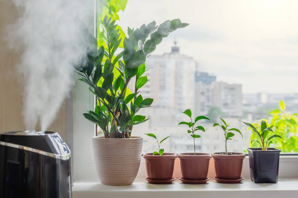 How Can Humidifier Help for Plants? kelopa