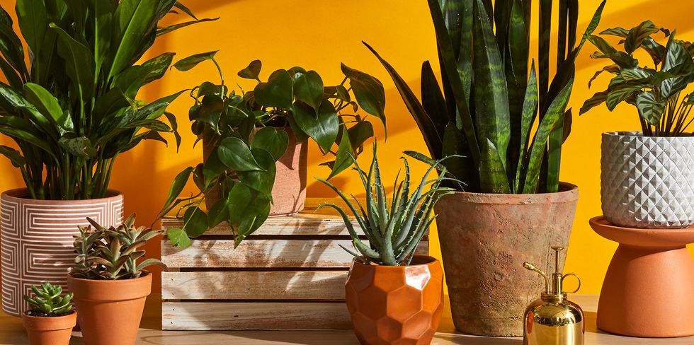 Plant lovers who want to grow plants - 6 hottest houseplants ever