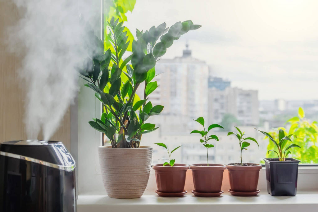 How Can Humidifier Help for Plants?