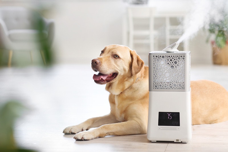 Are Humidifiers Safe For Dogs?